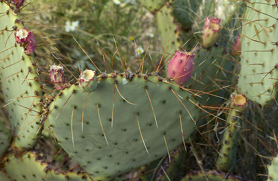 Opuntia azurea var. discolor resmi