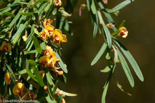 Bossiaea linophylla R. Br. resmi