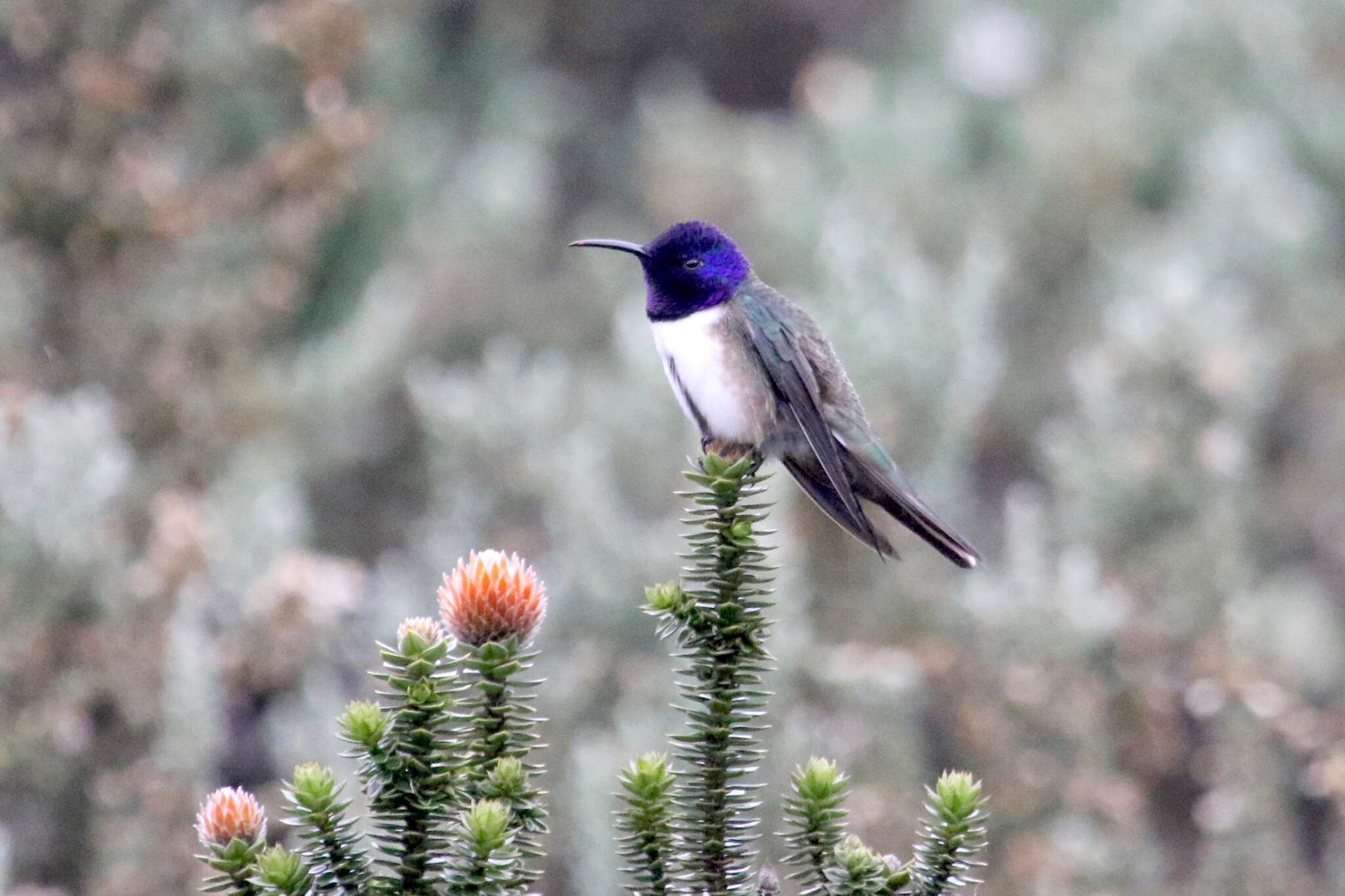 صورة Oreotrochilus chimborazo (Delattre & Bourcier 1846)