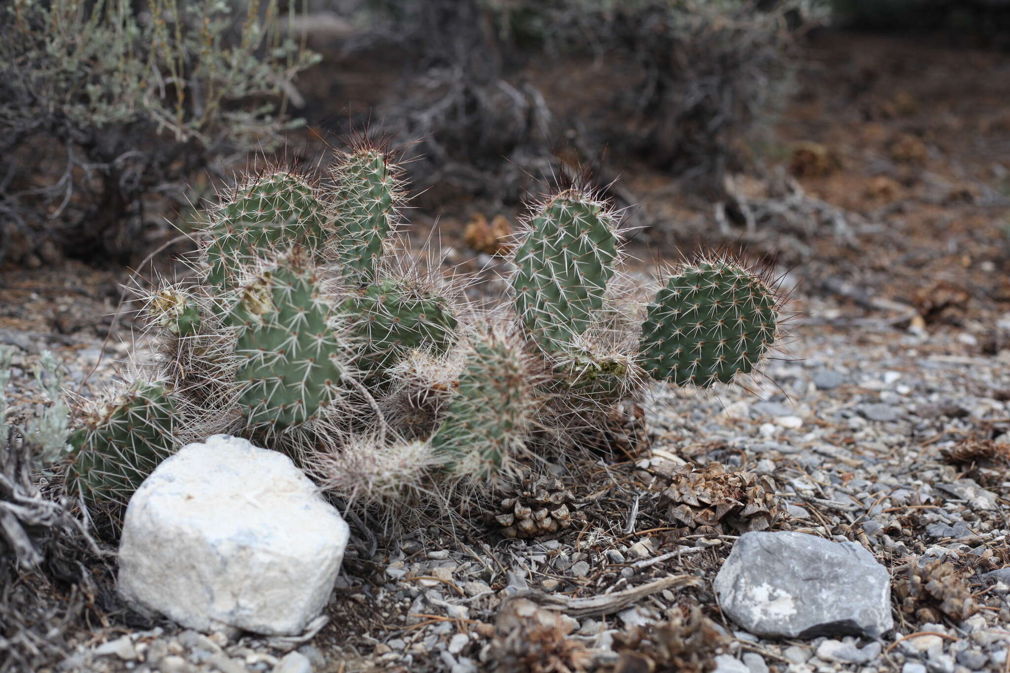 Opuntia × charlestonensis的圖片