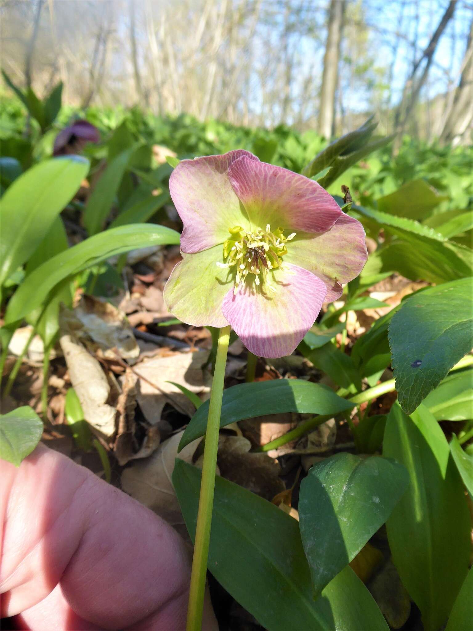 Image of Helleborus × hybridus H. Vilm.