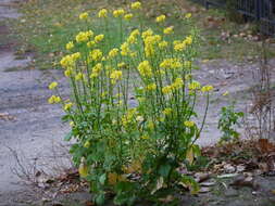 Image of white mustard