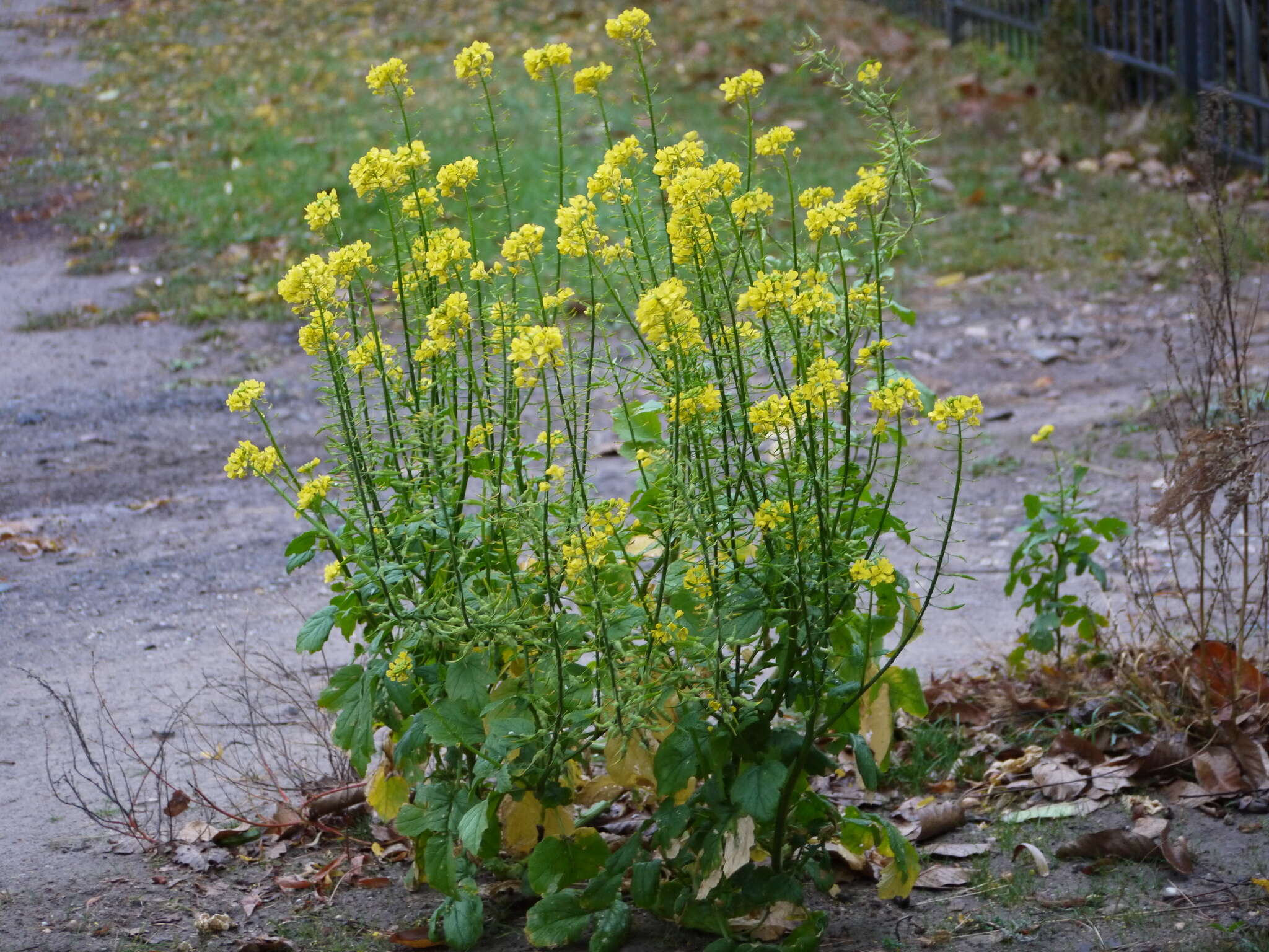 Image of white mustard