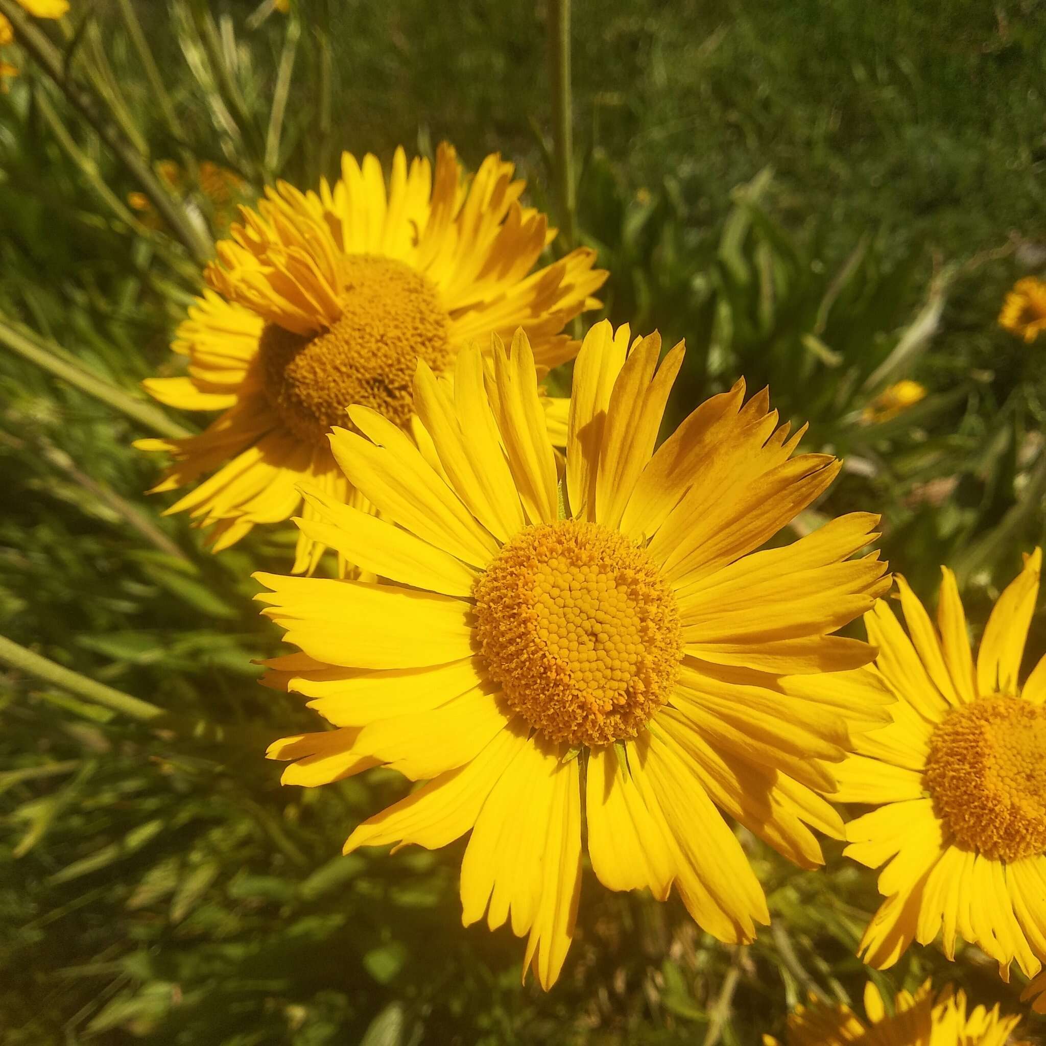 Plancia ëd Hymenoxys integrifolia (Kunth) M. W. Bierner