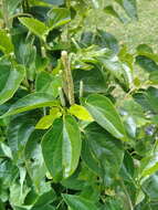 Image of Piper barbatum Kunth