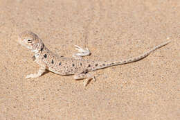 Image of Lake Eyre Dragon