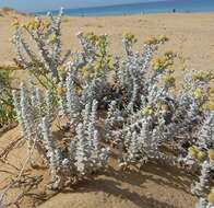 Imagem de Achillea maritima subsp. maritima