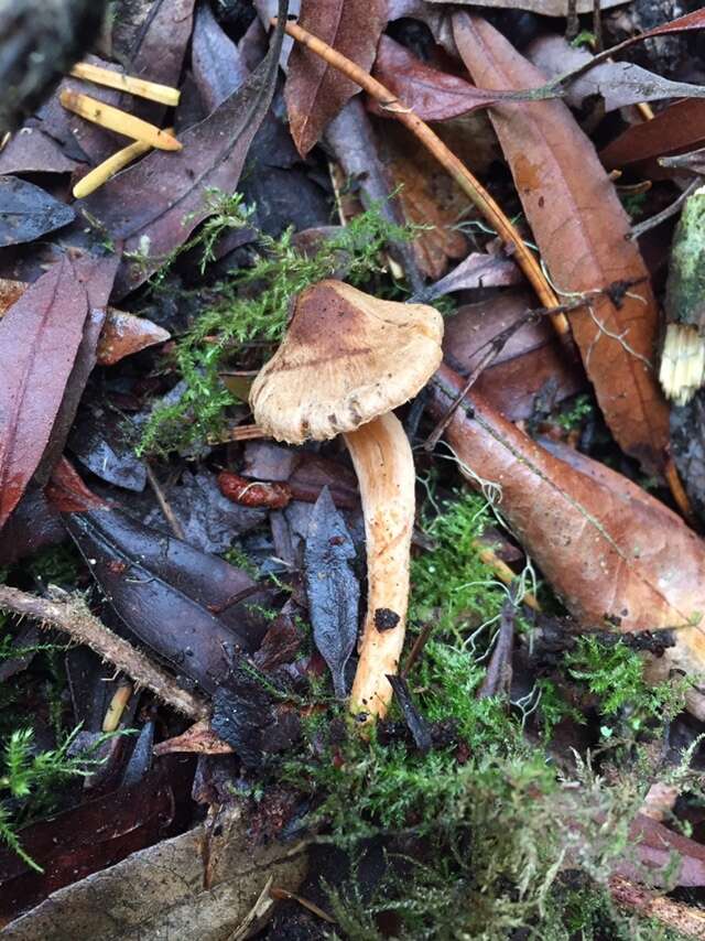 Image of Inocybe cinnamomea A. H. Sm. 1941