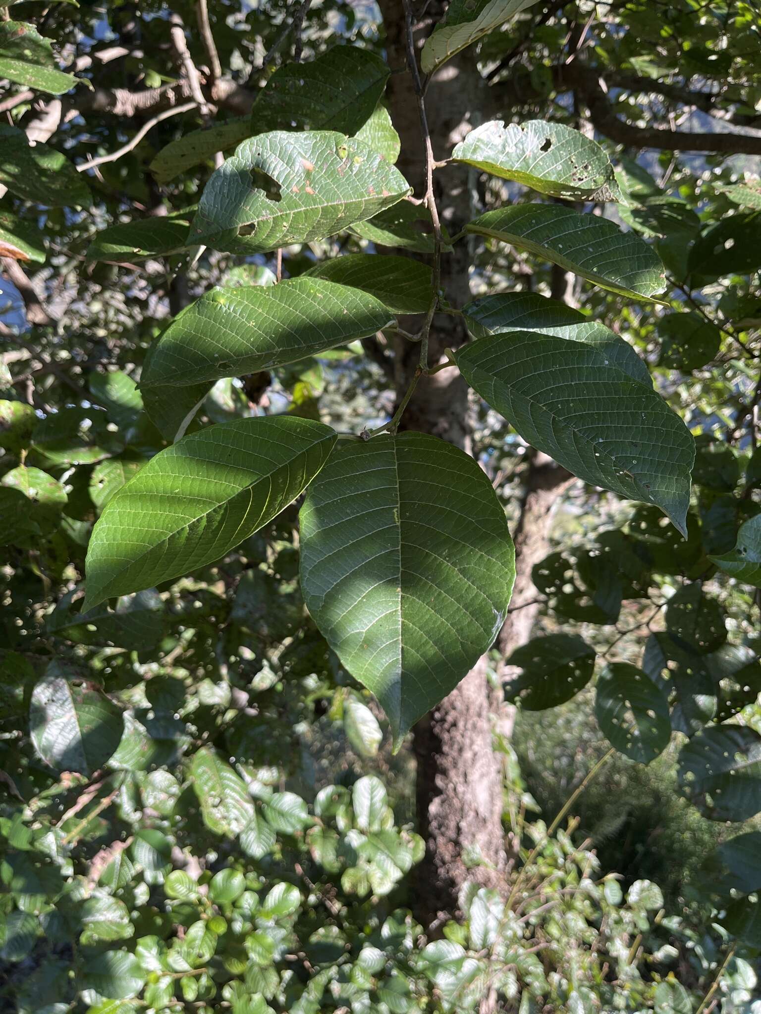 Plancia ëd Alnus nepalensis D. Don