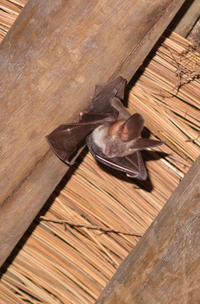 Image of Cape Long-eared Bat