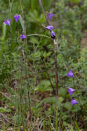 Campanula stevenii subsp. wolgensis (P. A. Smirn.) Fed. resmi