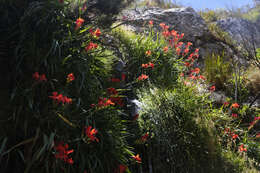 Слика од Gladiolus cardinalis Curtis