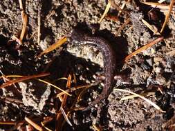 Image of Wandering Salamander