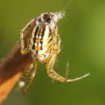 Image of Mangora acalypha (Walckenaer 1802)