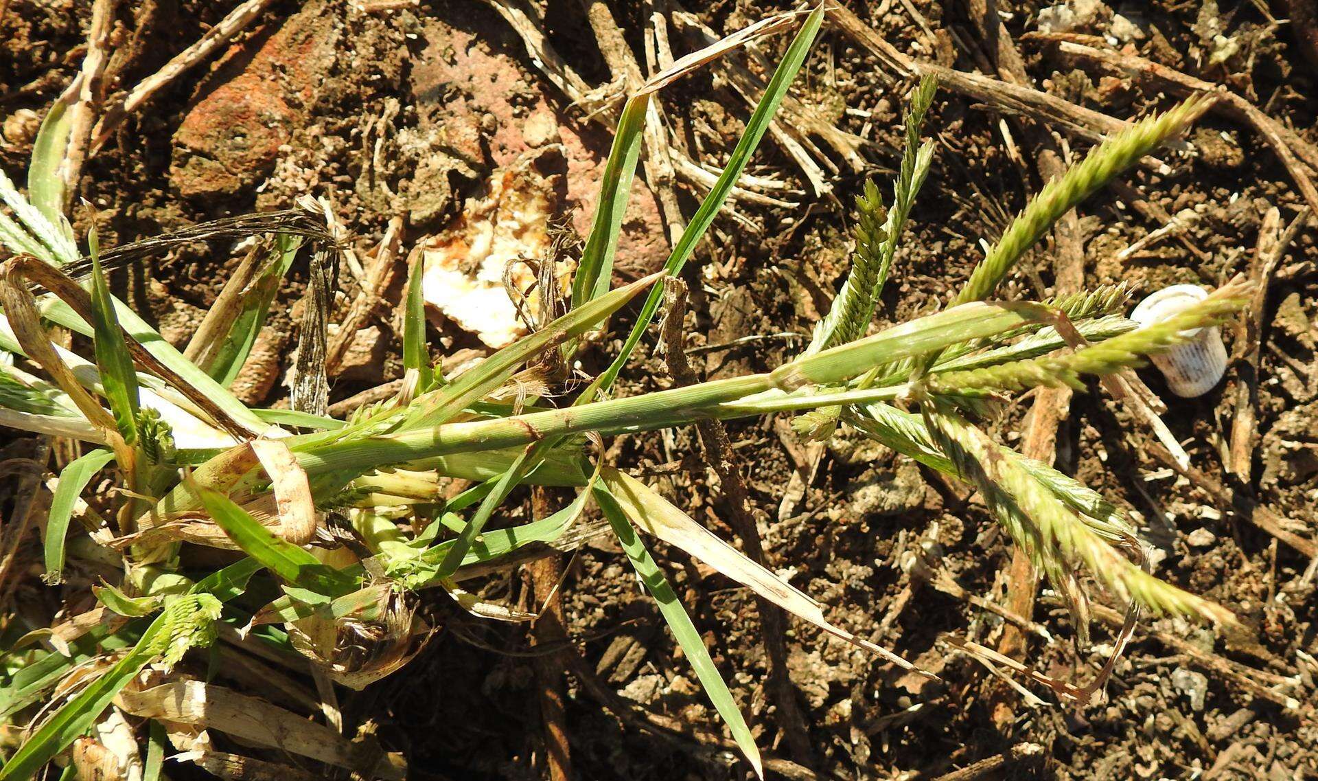 Image of African finger millet