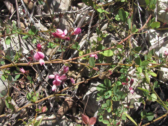 Слика од Lespedeza texana Britton