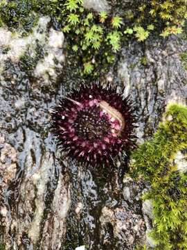 Imagem de Jurinea auriculata