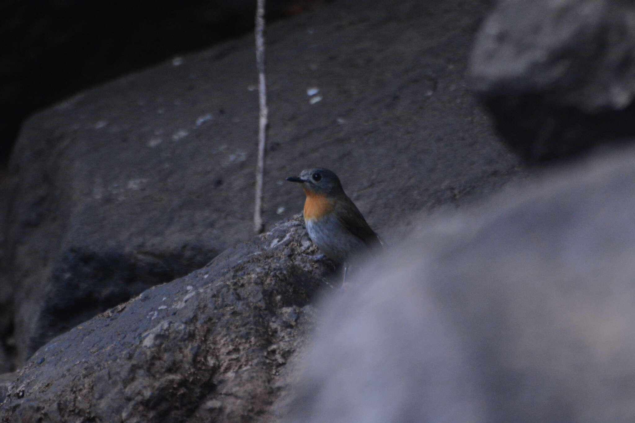 Image of White-bellied Blue Flycatcher