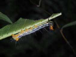 صورة Exsula dentatrix albomaculata Miyake 1907