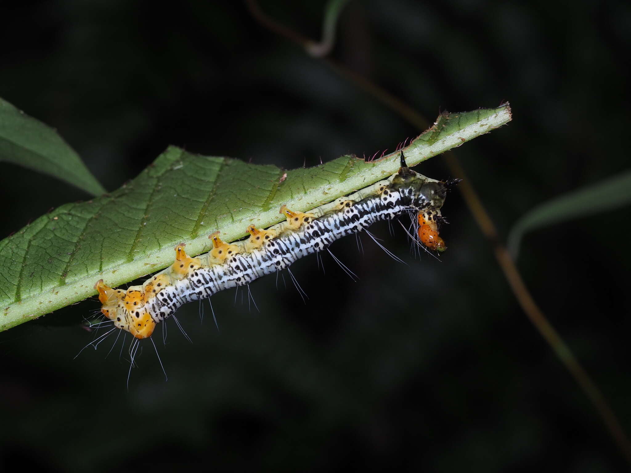 صورة Exsula dentatrix albomaculata Miyake 1907