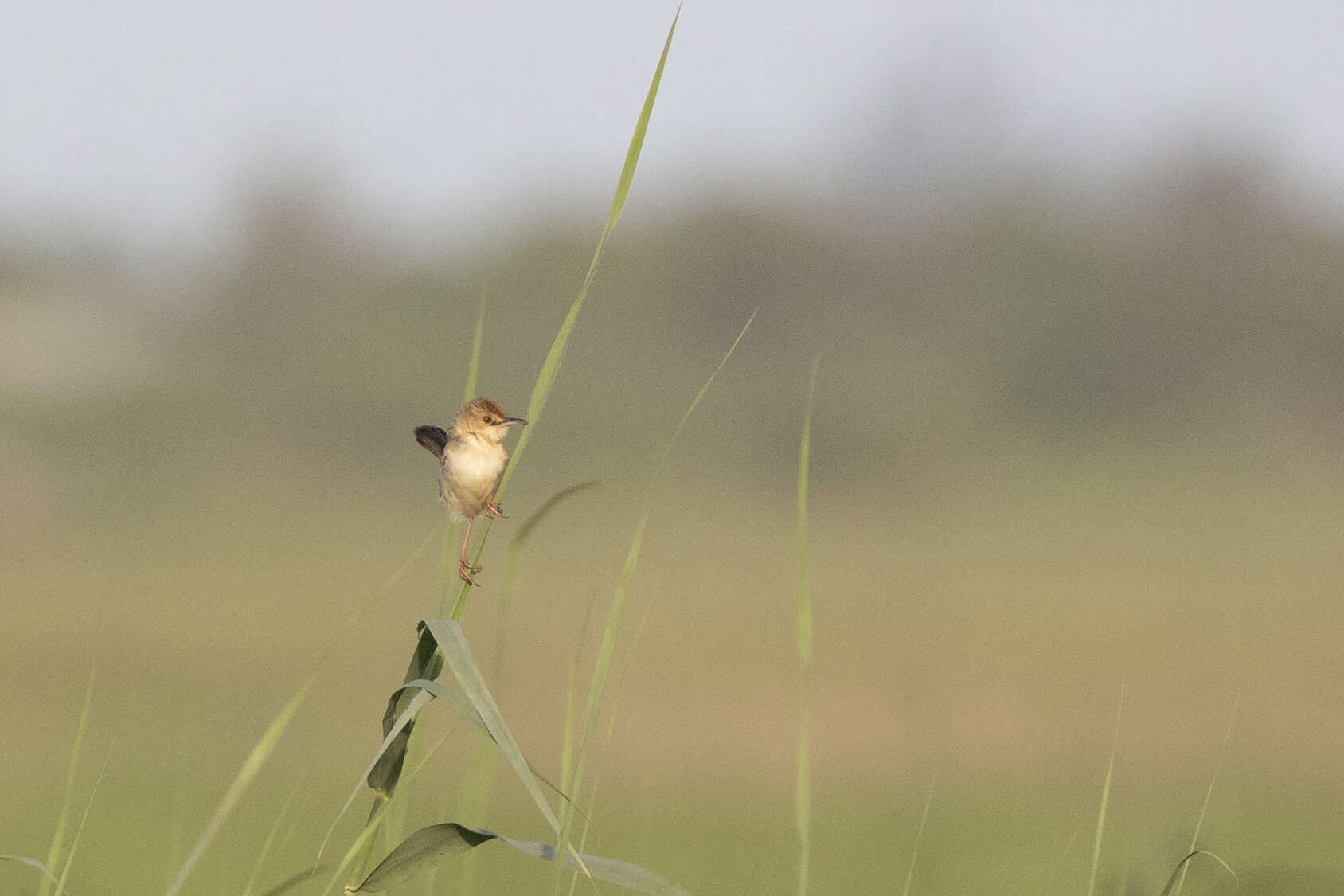 Image of Greater Black-backed Cisticola