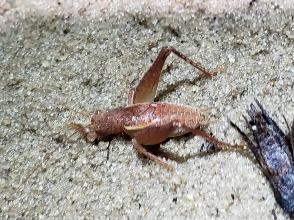 Image of Short-winged Bush Cricket