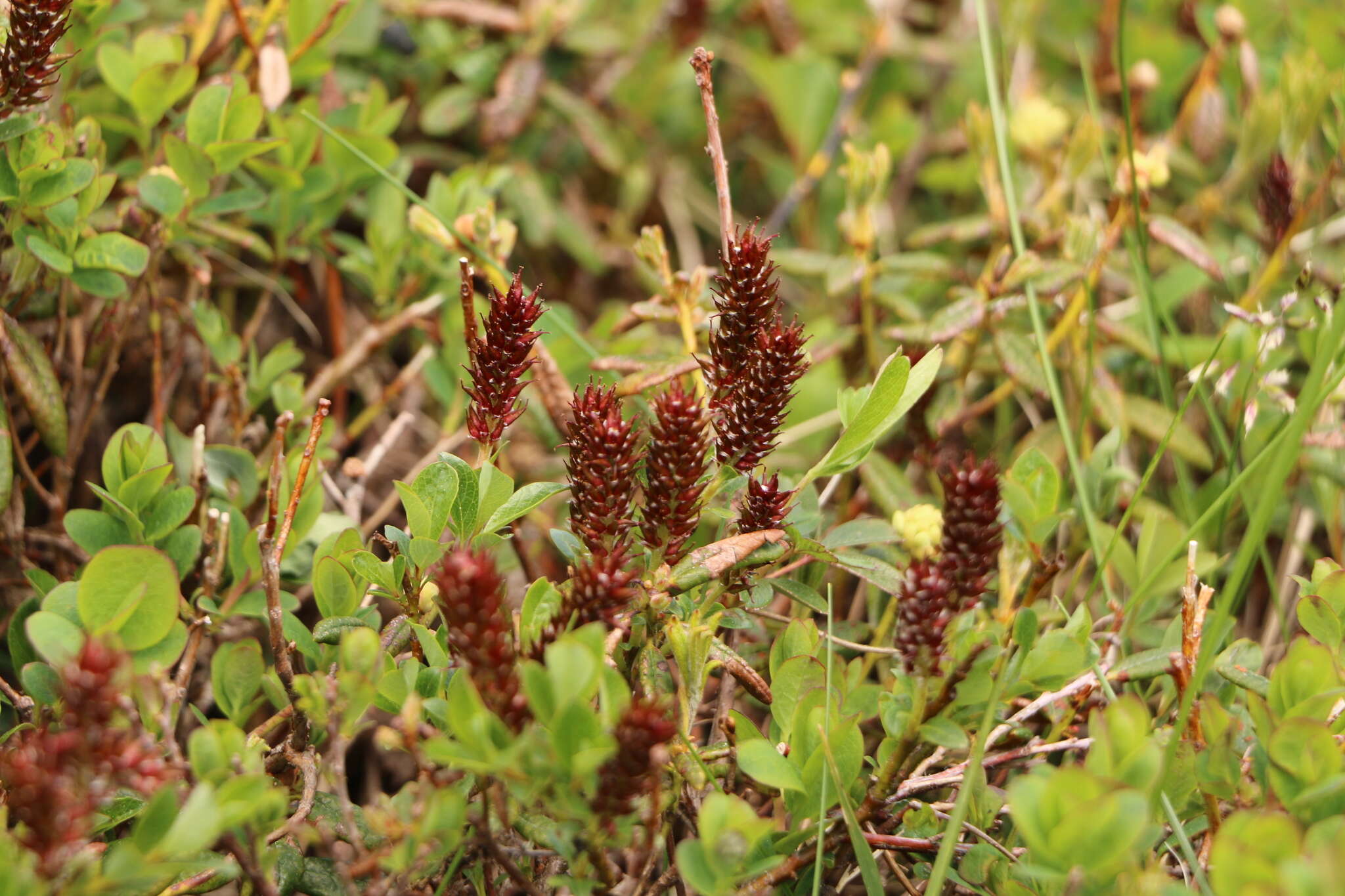 Image de Salix uva-ursi Pursh