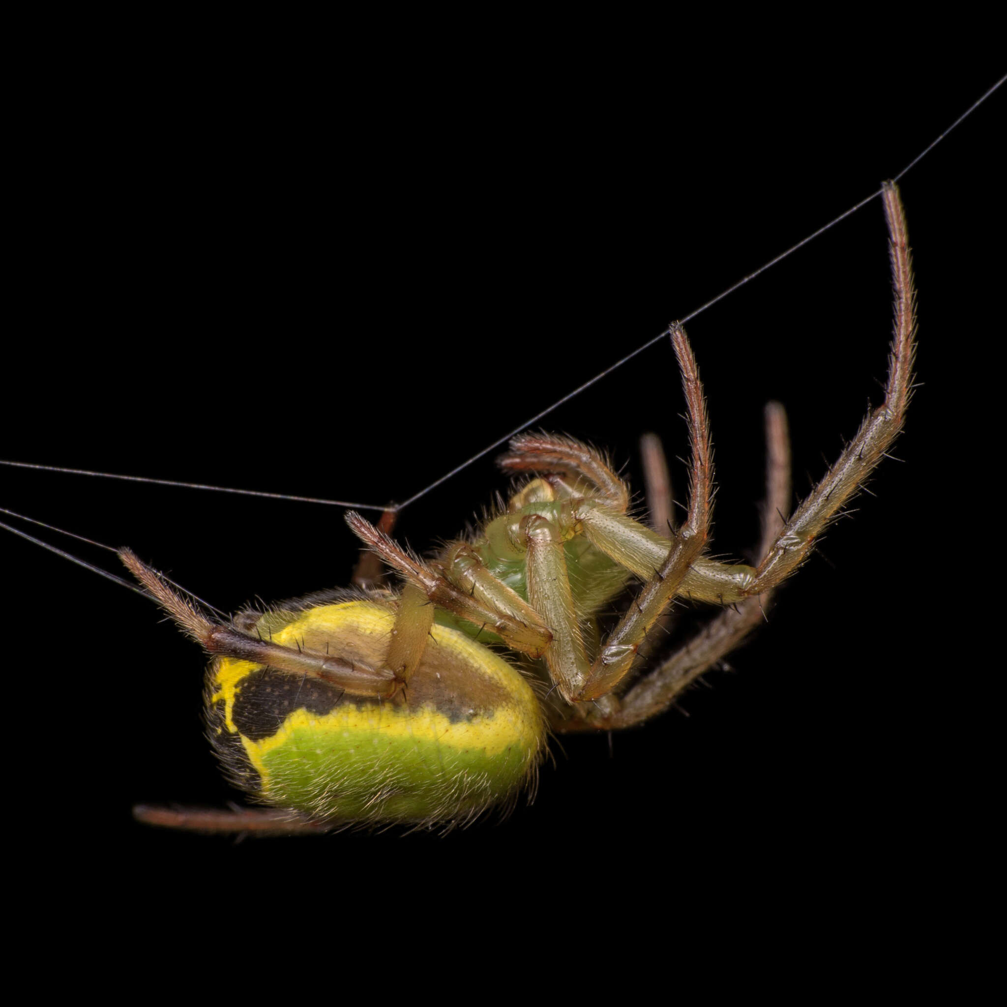 Sivun Araneus tijuca Levi 1991 kuva