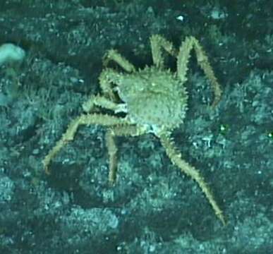 Image of golden king crab