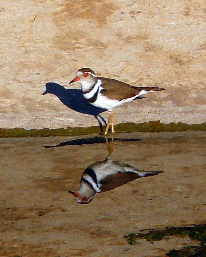 Слика од Charadrius tricollaris tricollaris Vieillot 1818