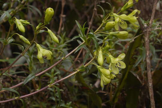 صورة Gentianella longibarbata (Gilg) Fabris