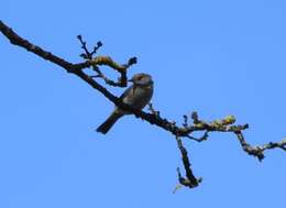 Image of Blackcap