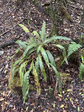 Image de Elaphoglossum paleaceum (Hook. & Grev.) Sledge