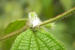 Image of Miconia dentata