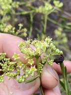 Image of Trachymene valida (F. Müll.) M. Hiroe