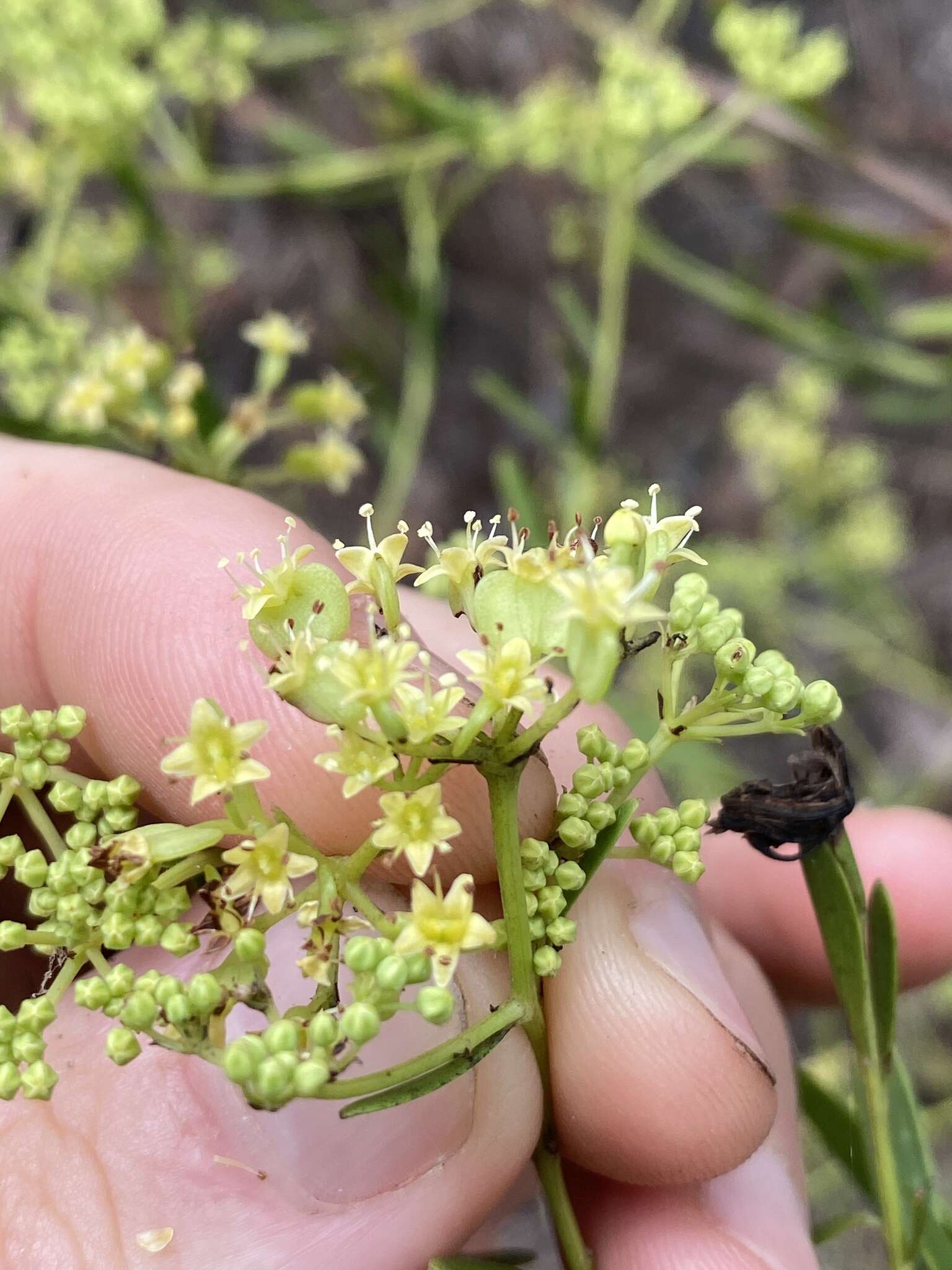 Imagem de Trachymene valida (F. Müll.) M. Hiroe