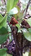 Diospyros haplostylis Boivin ex Hiern的圖片