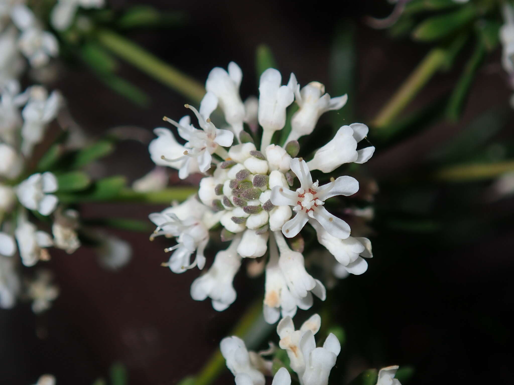 Imagem de Poranthera ericifolia Rudge