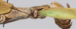 Image of Cryptophyllium daparo