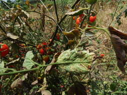 Image of Pseudocercospora fuligena (Roldan) Deighton 1976