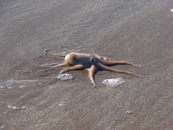 Image of Tehuelche octopus