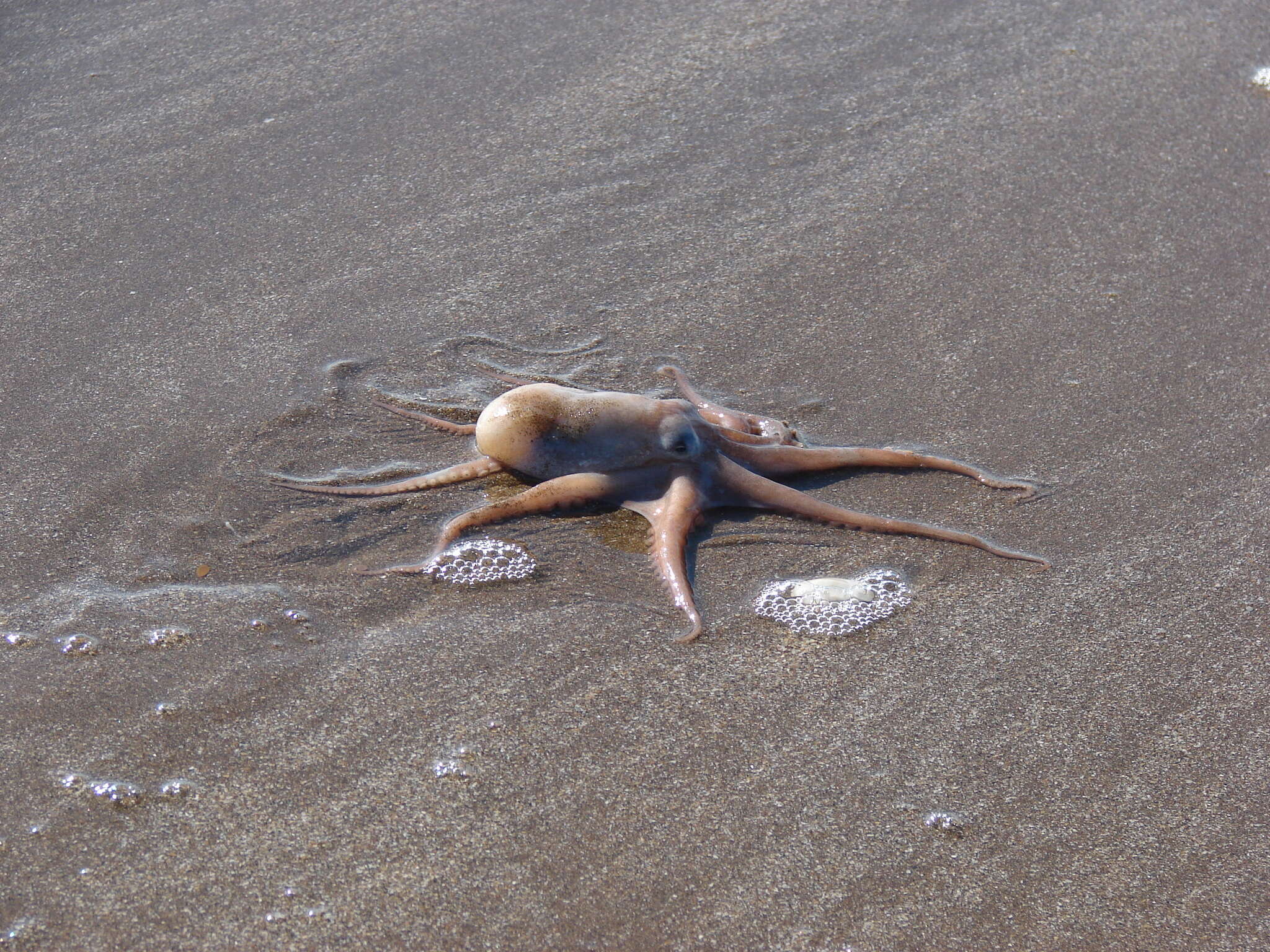 Слика од Octopus tehuelchus d'Orbigny