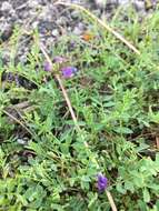 Image of Bodin's Milk-Vetch