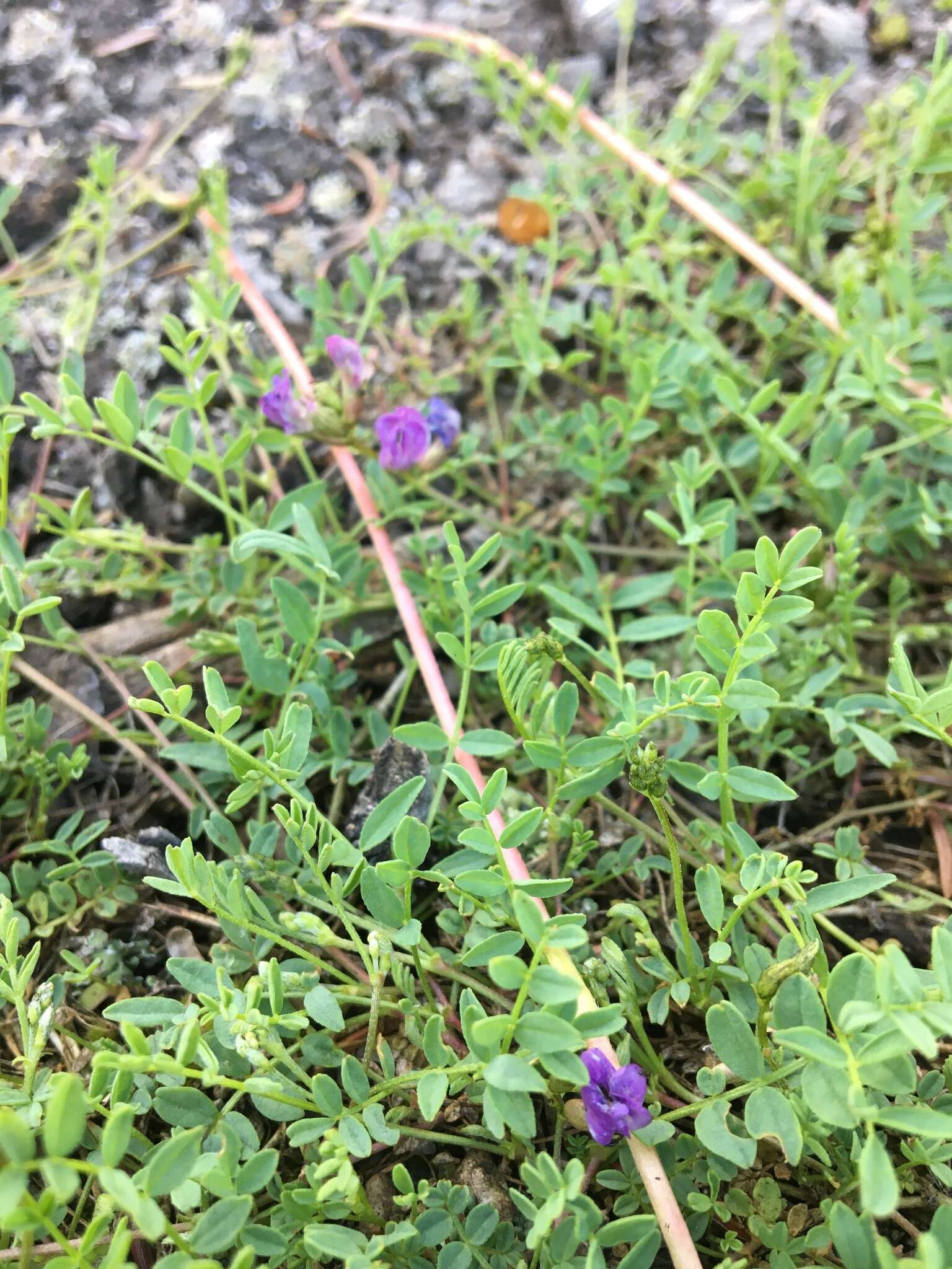 Image of Bodin's Milk-Vetch