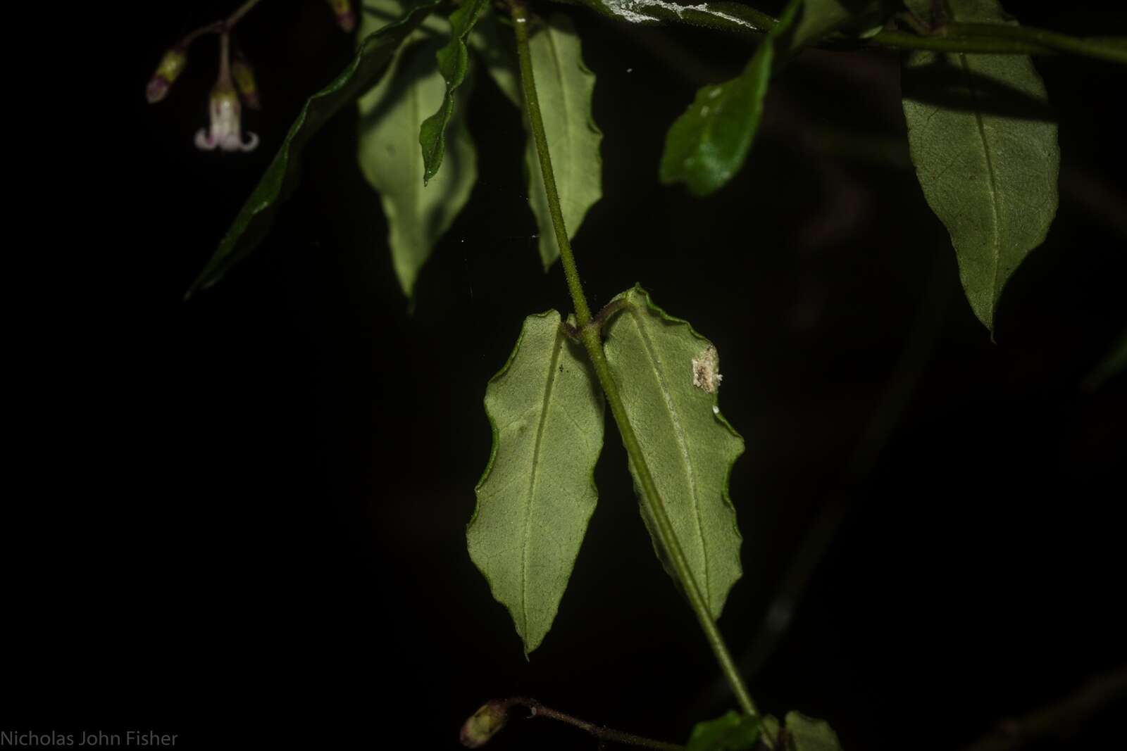 Image of Parsonsia lilacina (F. Müll.) Markgr.