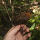 Image of Guianan Dusky Leaftosser