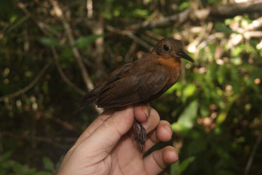 Image of Guianan Dusky Leaftosser