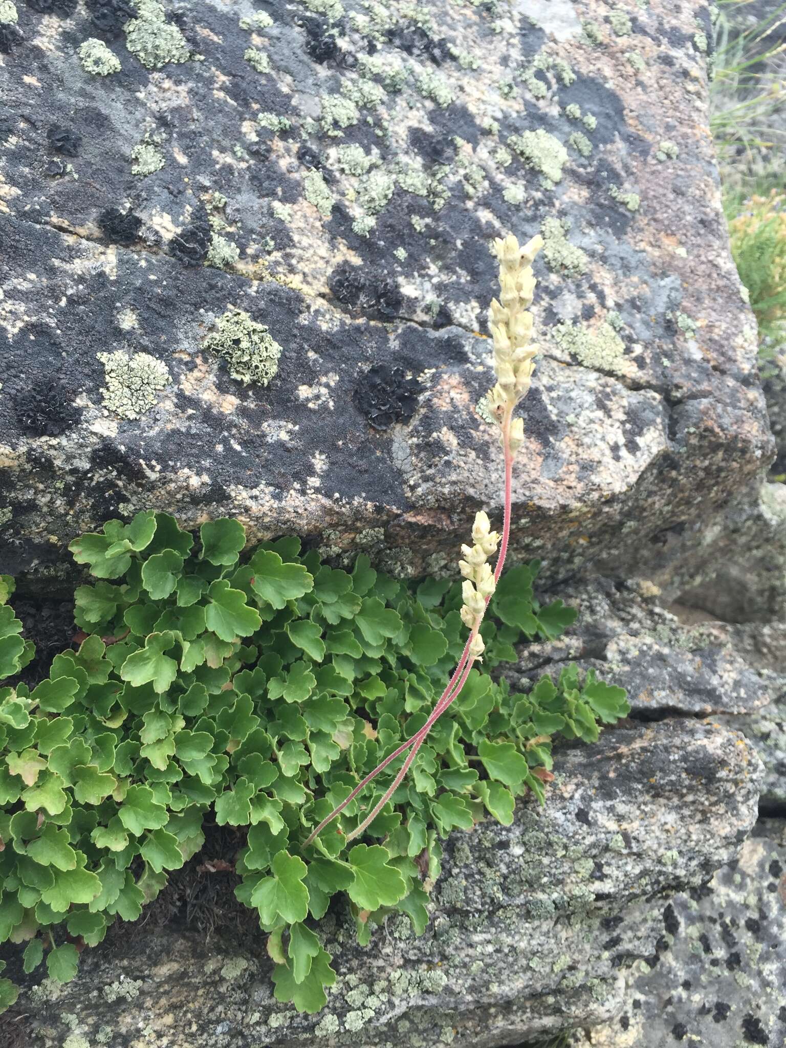 Image of gooseberryleaf alumroot