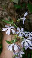 Phlox divaricata subsp. divaricata的圖片