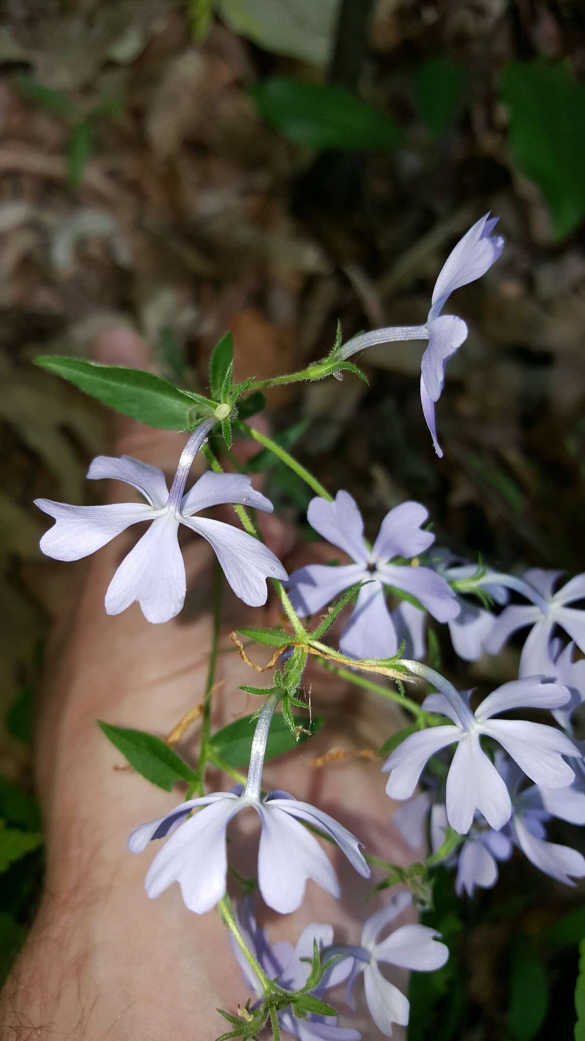 Image of wild blue phlox